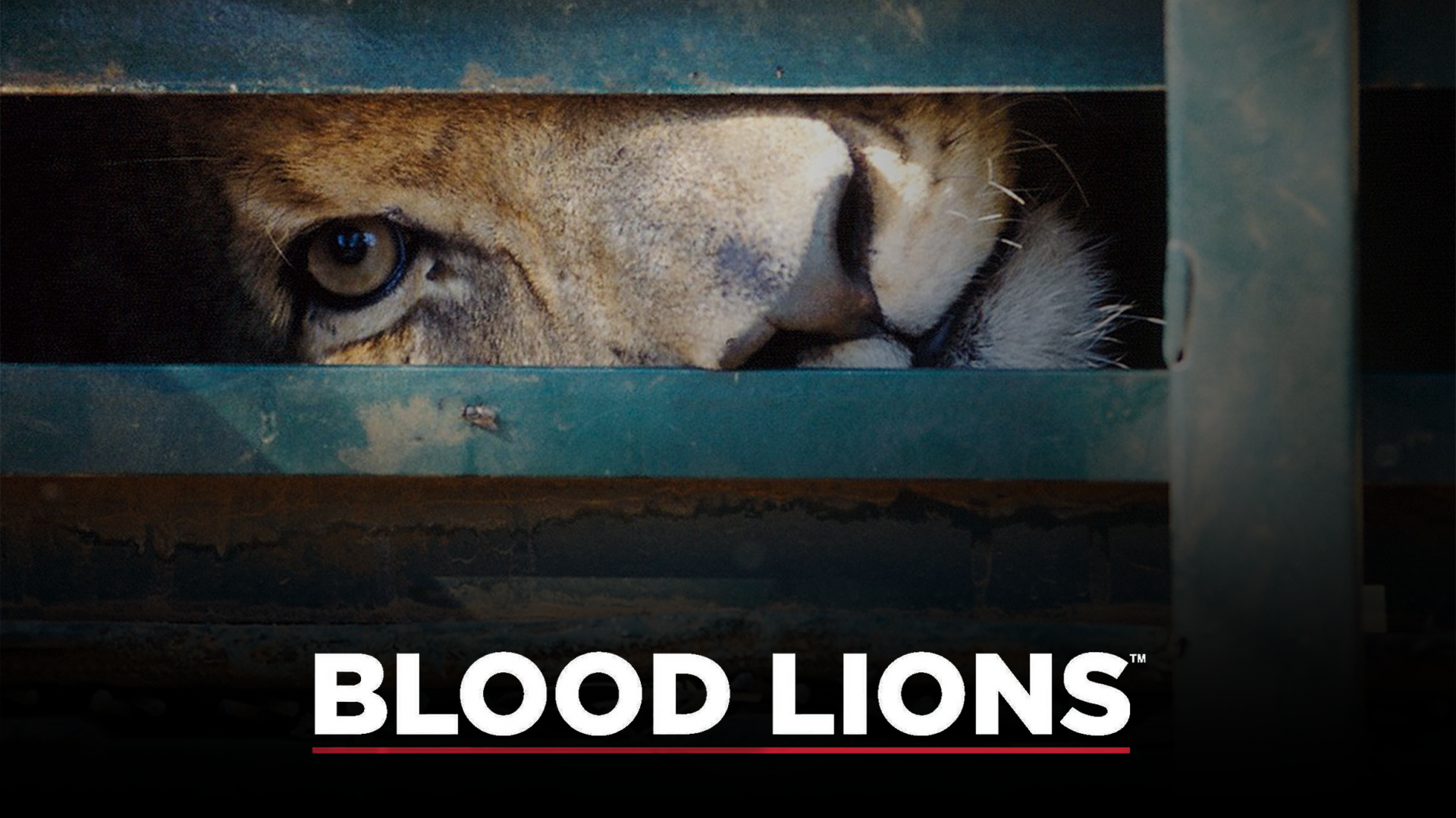 Blood Lions on Showmax