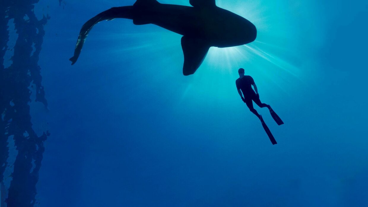 Shark With Steve Backshall