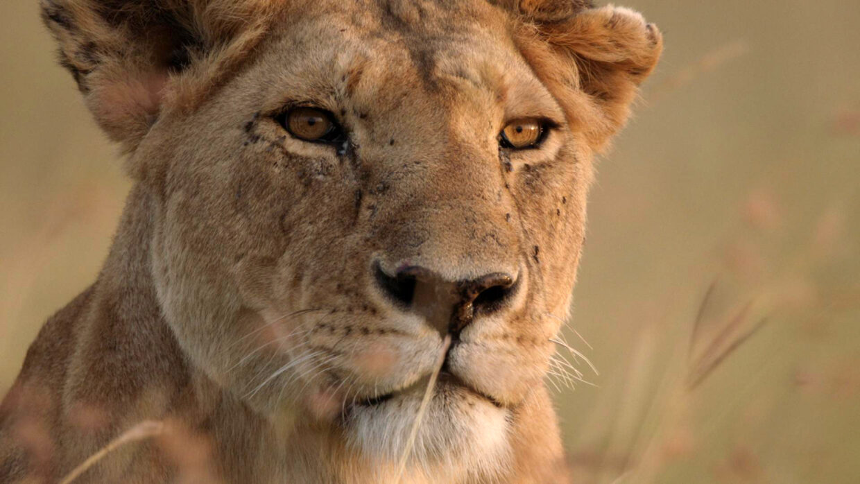 Lion: The Rise and Fall of The Marsh Pride, Kenya’s world-famous lions, now streaming on Showmax