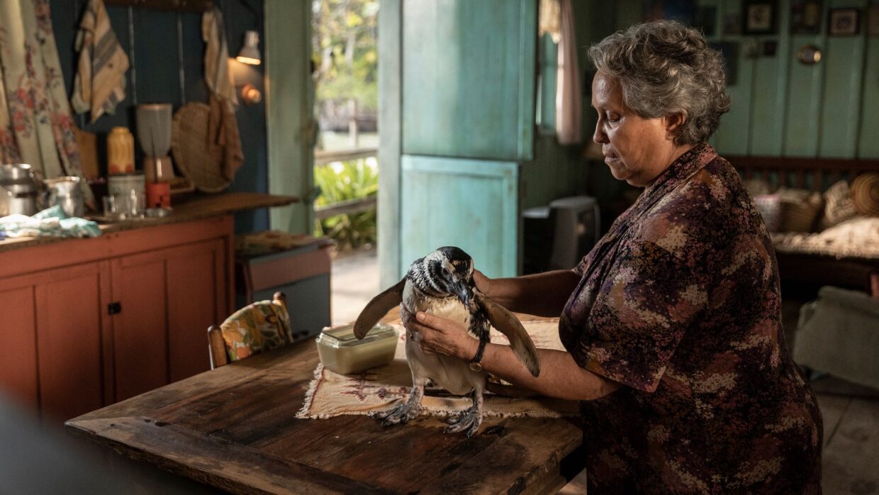 My Penguin Friend on Showmax